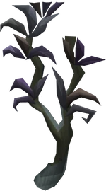 Utuku Tree