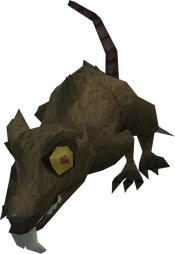 Warped rat old