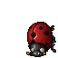Ladybug.gif