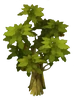 Hazel Tree
