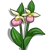Lady Slipper-icon