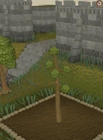 Yew3