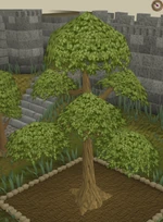 Yew9