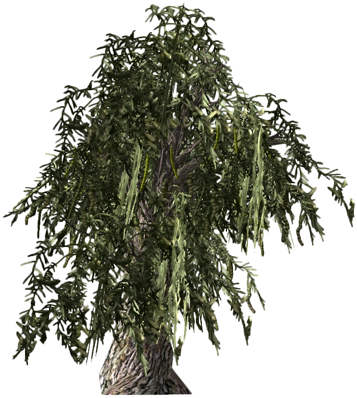 HoneyMesquite-plant