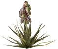 BananaYuccaPlant