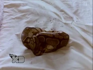Camp nightmare 5 snake in bed
