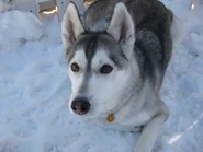 Siberianhuskysnow2011