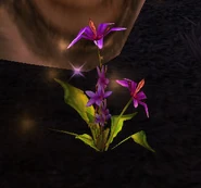 Darkblossom