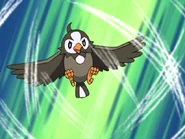 Ash Starly Gust