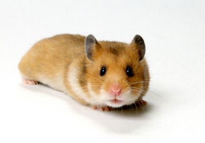 Fancy Hamster Pictures