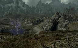 SleepingTreeCaveImg