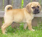 Puggle puppy1