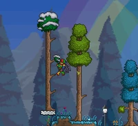Snow trees