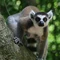 Ringtail-lemur-staring-balanced-on-tree-trunk-madagascar-jane-mcdougall