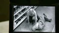 Witness.jpg