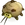 Chefish