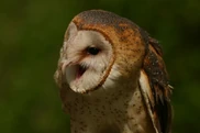 Barn Owl screeching