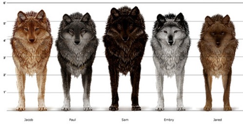 gray wolf forms