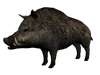 Jabali5gordo
