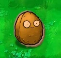 Cardboard Wall-nut