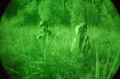 Nightvision.jpg