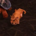 DarkmoonCub.jpg