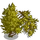 Yellow Juniper Tree-icon