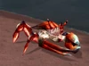 DarkmoonTideCrawler