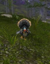 HighlandTurkey