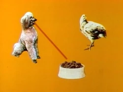 2598-Dog