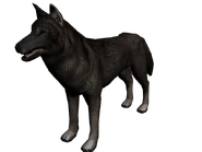 Lobo frontera
