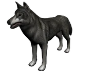 Lobo norte1