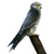 Item sootyfalcon 01