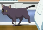 Meow