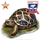 Item startortoise bronze 01