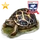 Item startortoise gold 01