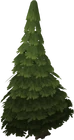 Evergreen tree