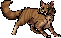Crookedstar.apprentice.png