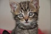 Rid's Kitten