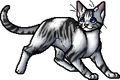 Ivypool.apprentice