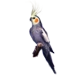 Item cockatiel 01.png