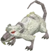 Albino rat