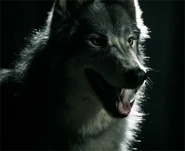 Werewolf VD