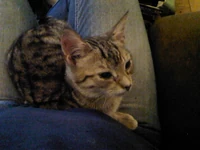 Storm2's Pussycat