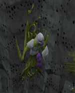Polypore dungeon dead knight