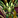 IconSmall DrakonidGreen.gif