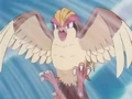 Falkner Pidgeot Whirlwind.png