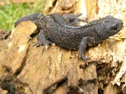 TriturusCarnifexMale