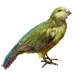 Item kakapo 01.png