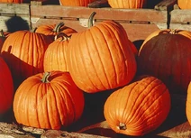 800px-Pumpkins-